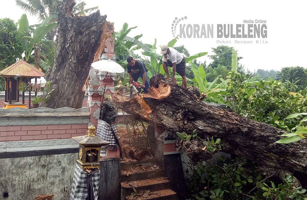 Pohon Ratusan Tahun Roboh Timpa Pura Taman - Koran Buleleng