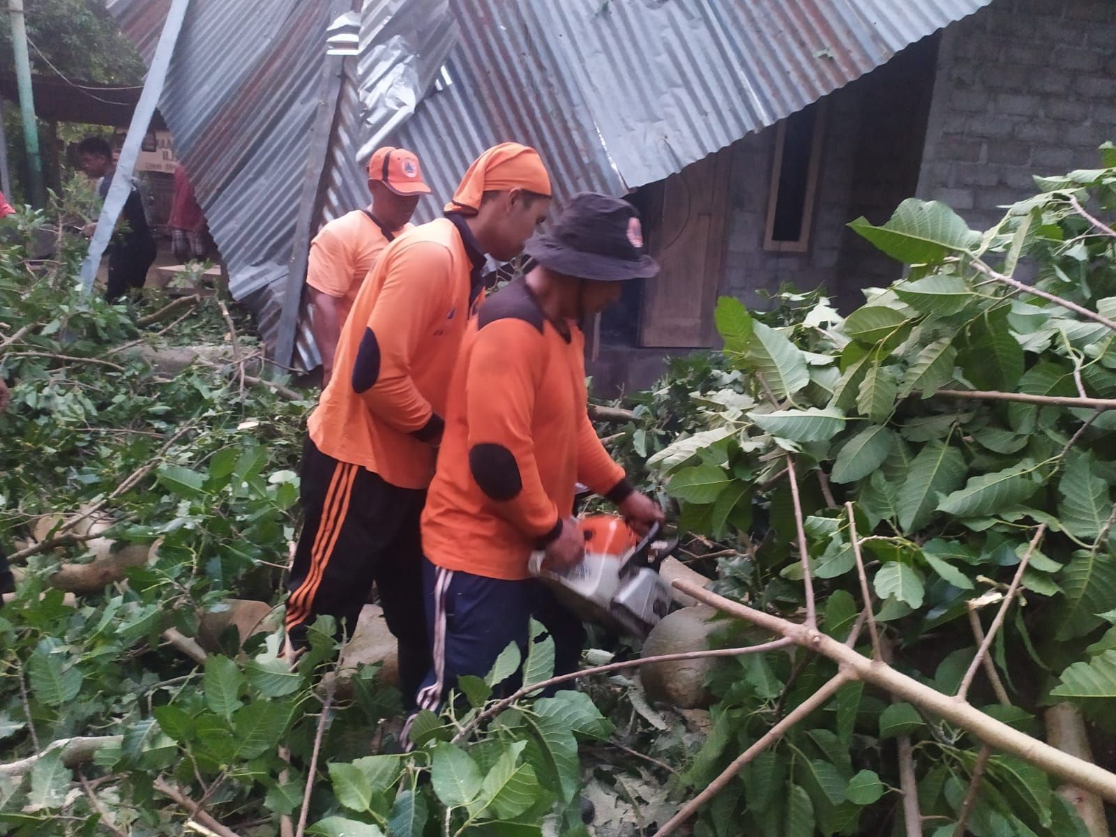 Pohon Tumbang Timpa Merusak Atap Rumah - Koran Buleleng