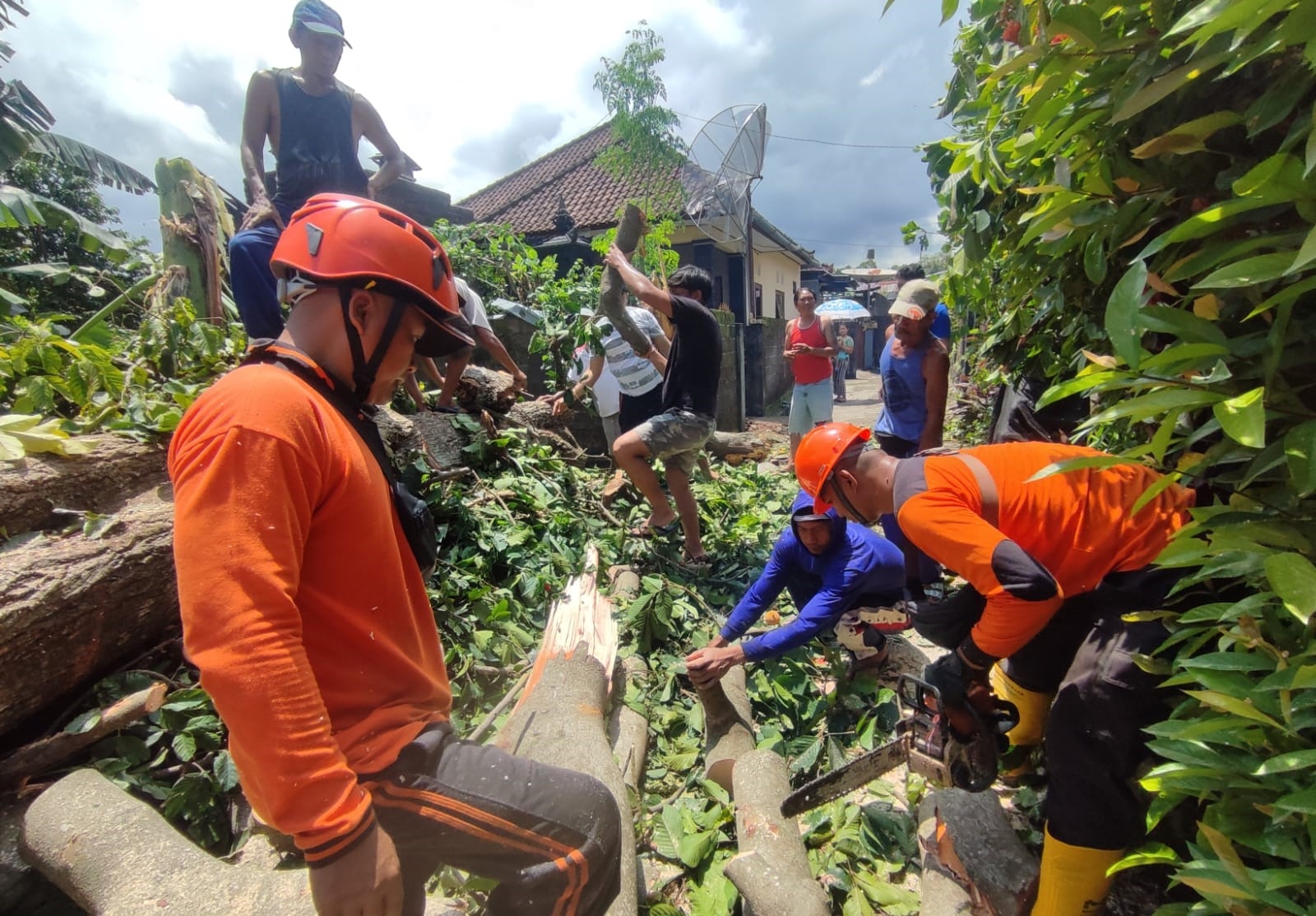 Pohon Tumbang Timpa Dua Unit Rumah Dan Pelinggih Warga - Koran Buleleng